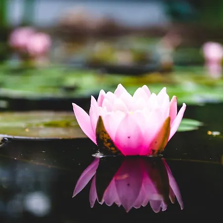 Czas Na Puszcze * Puszcza Marianska