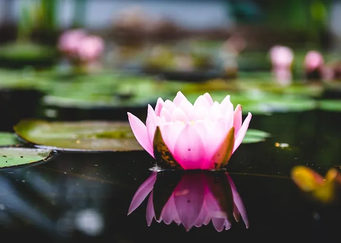 Czas Na Puszcze * Puszcza Marianska